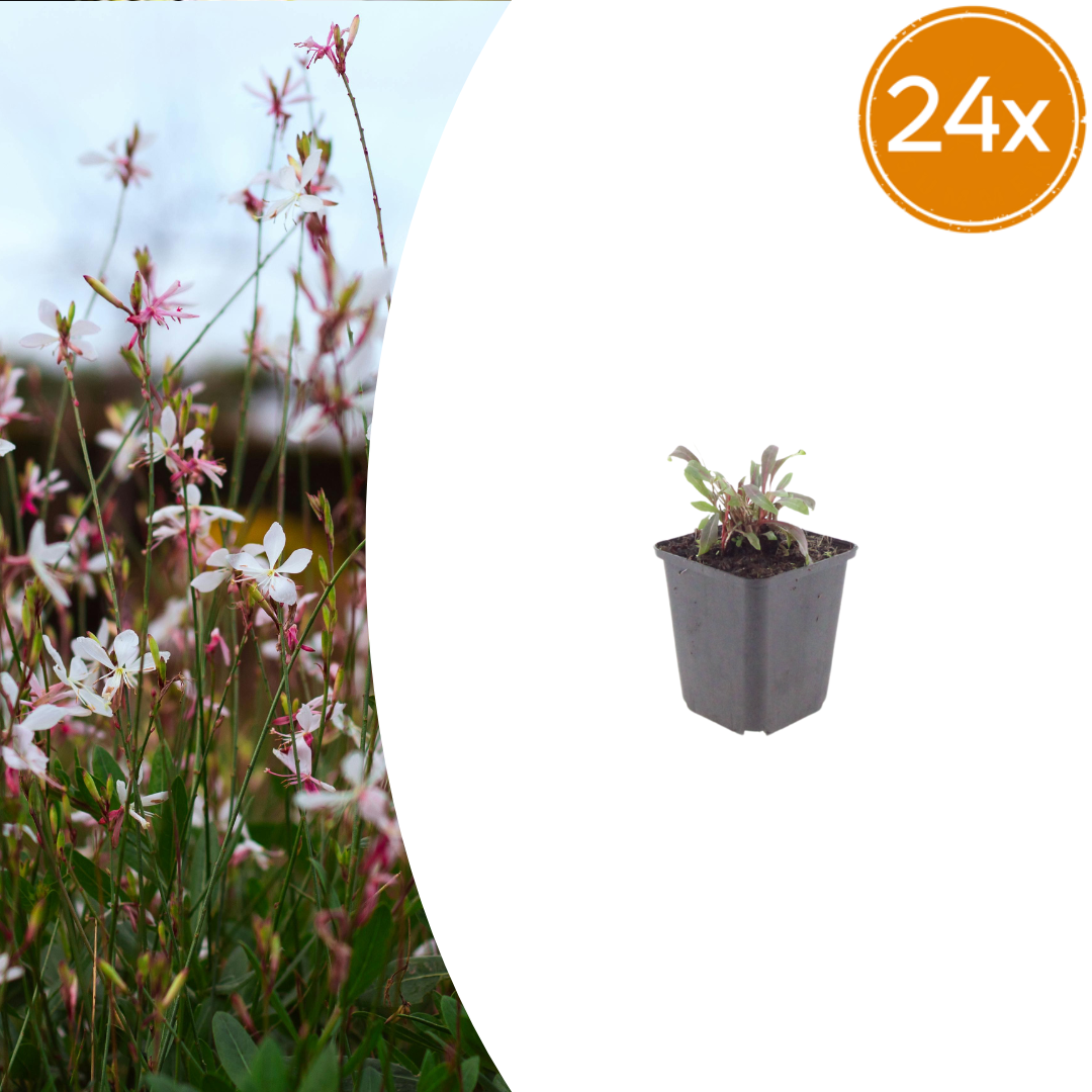 Gaura lindheimeri Siskiyou Pink – 24 Pflanzen – Ø9cm – Höhe 10-25cm – Prachtkerze – Kräftig rosafarbene Blüten – Für Beet, Präriegarten & Kübel