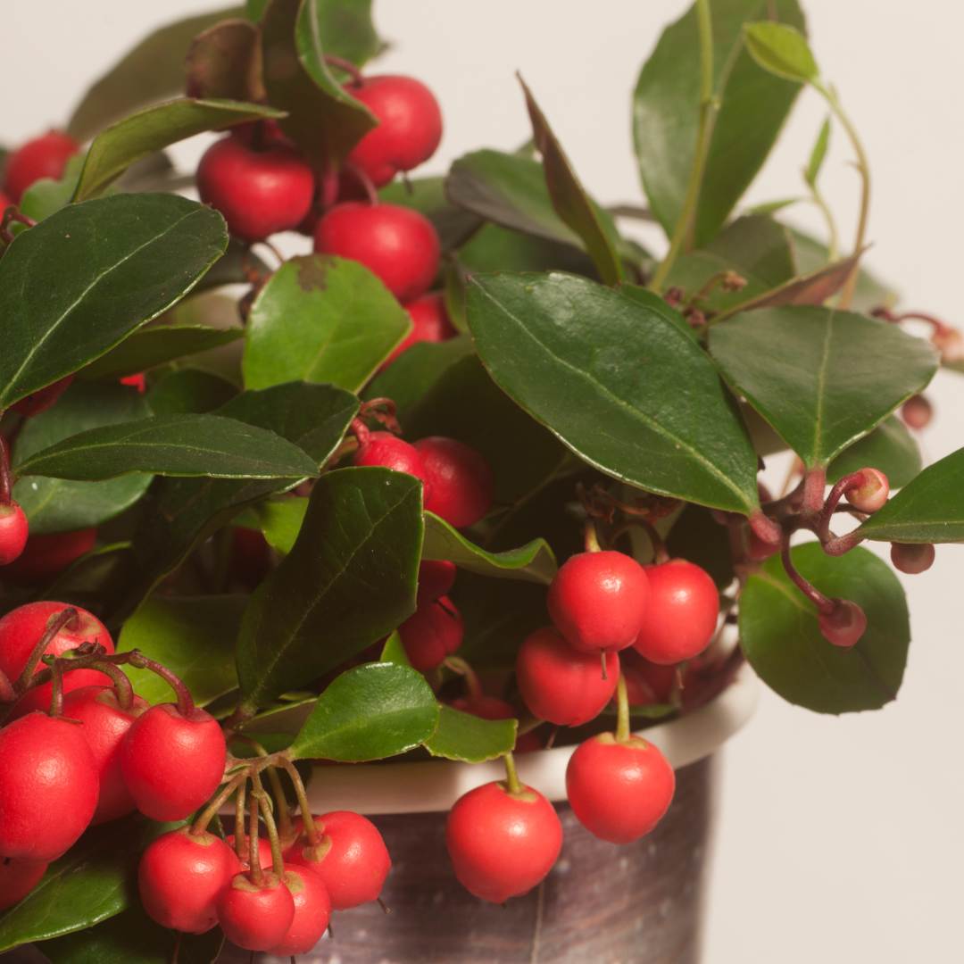 Gaultheria procumbens ‘Big Berry’ 6 Pflanzen – Ø12cm ↕15–20cm – Wintergrüne Pflanze mit roten Beeren – Immergrüner Bodendecker & Weihnachtsdeko – Für Garten, Balkon & Schalen 