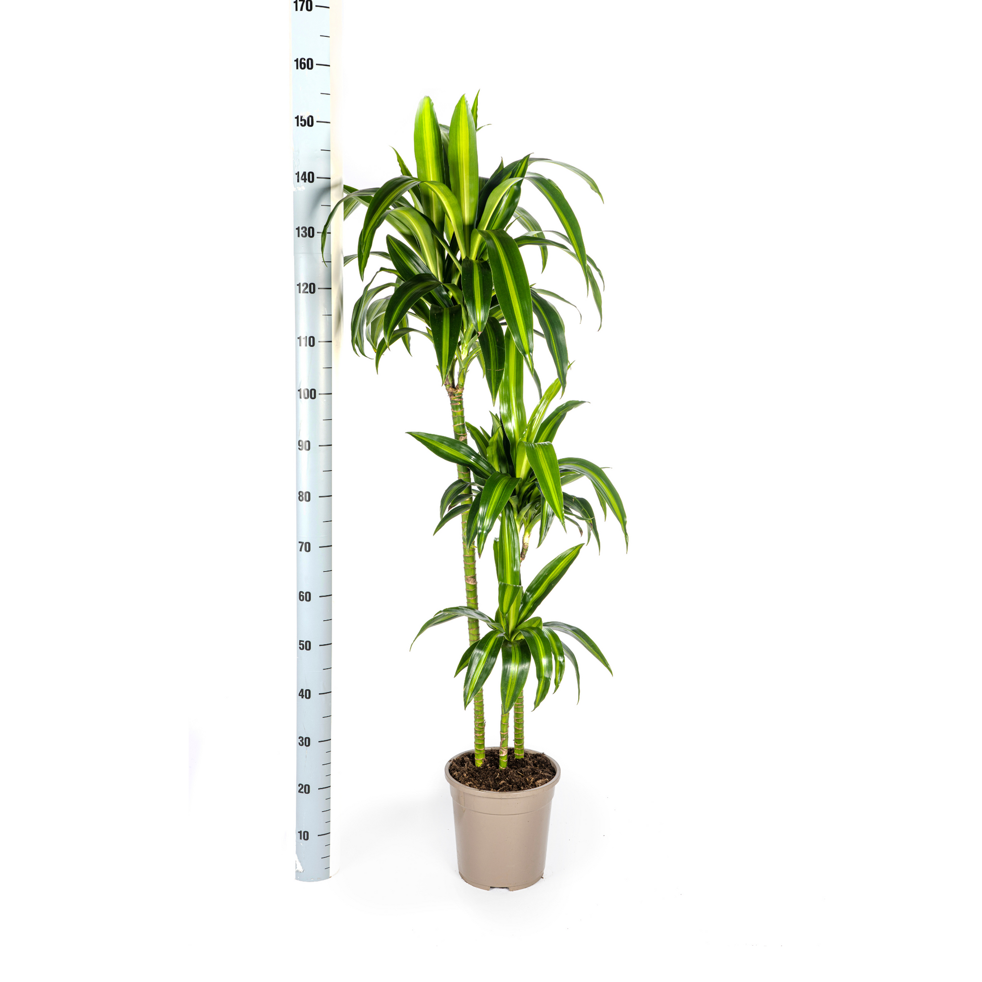 Dracaena Deremensis Hawaiian Sunshine mit Korb Ø24cm - ↕130 - 150cm 