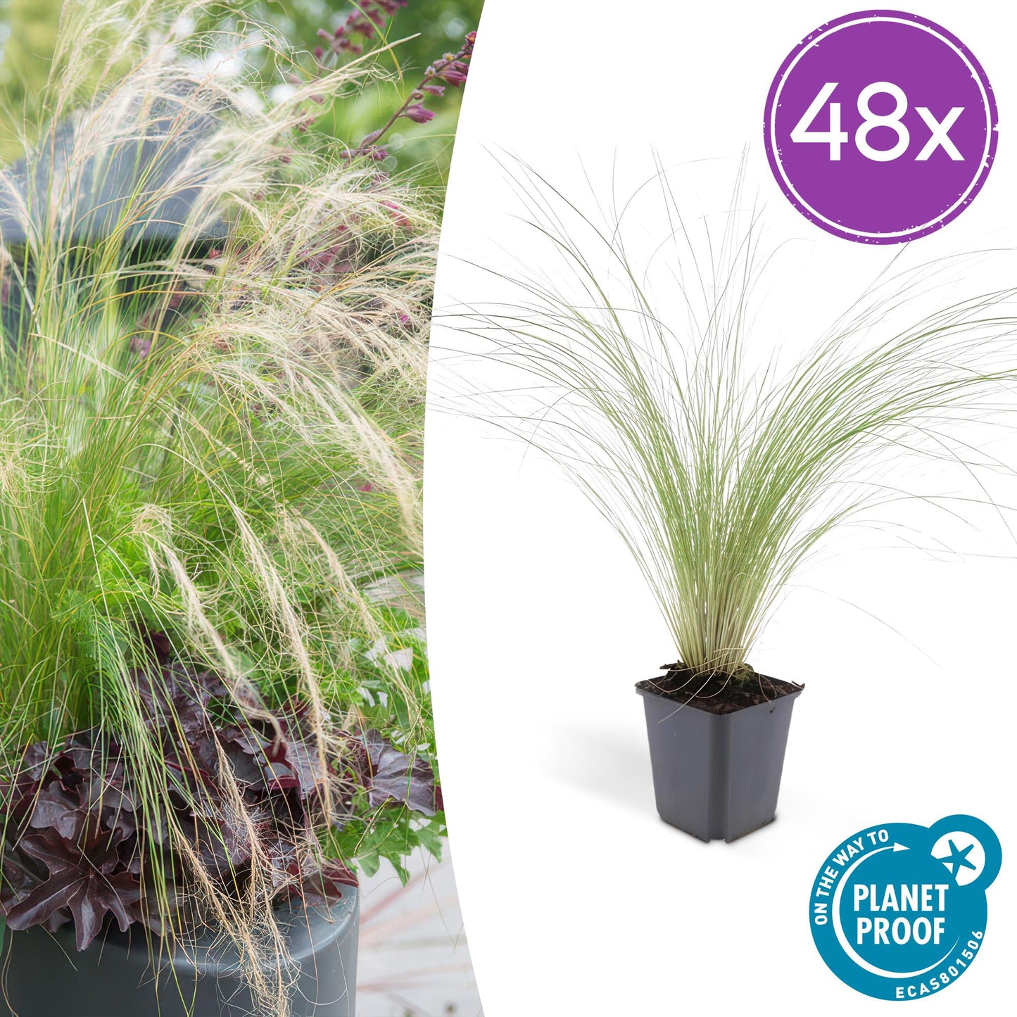 Stipa tenuissima ‘Ponytails’ – 48 Pflanzen – ↕10-25cm – Ø9cm – Ziergras – Feinhaarig & Luftig – Sonne – Pflegeleicht – Für Garten & Beete 