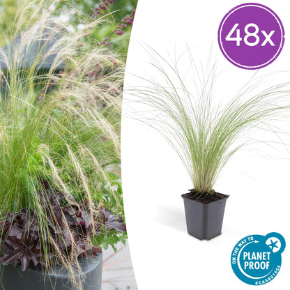 Stipa tenuissima ‘Ponytails’ – 48 Pflanzen – ↕10-25cm – Ø9cm – Ziergras – Feinhaarig & Luftig – Sonne – Pflegeleicht – Für Garten & Beete 