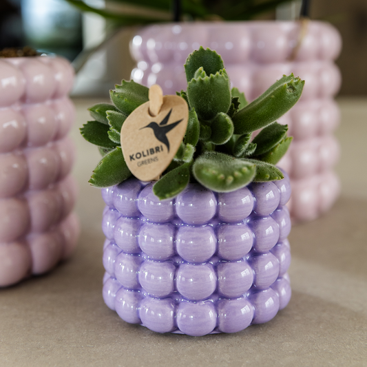 Kolibri Home | Poppy Ziertopf - Purple - Ø6cm 