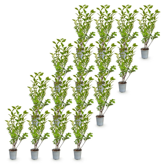 Gewöhnlicher Liguster – Ligustrum ovalifolium – 16 Heckenpflanzen – Topf Ø9cm – Höhe 35-45cm – Winterhart & immergrün