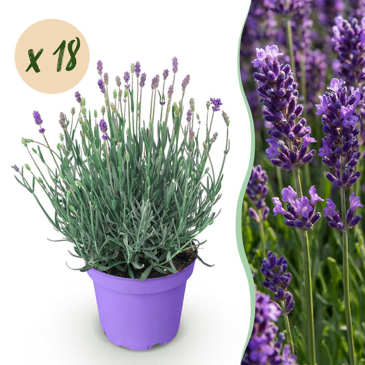 GreenboutiQ - Gartenpflanze - Lavandula angustifolia Munstead - Lavendel - Winterhart - Lila - 18 Pflanzen - Topf 12cm - Höhe 15-25cm 