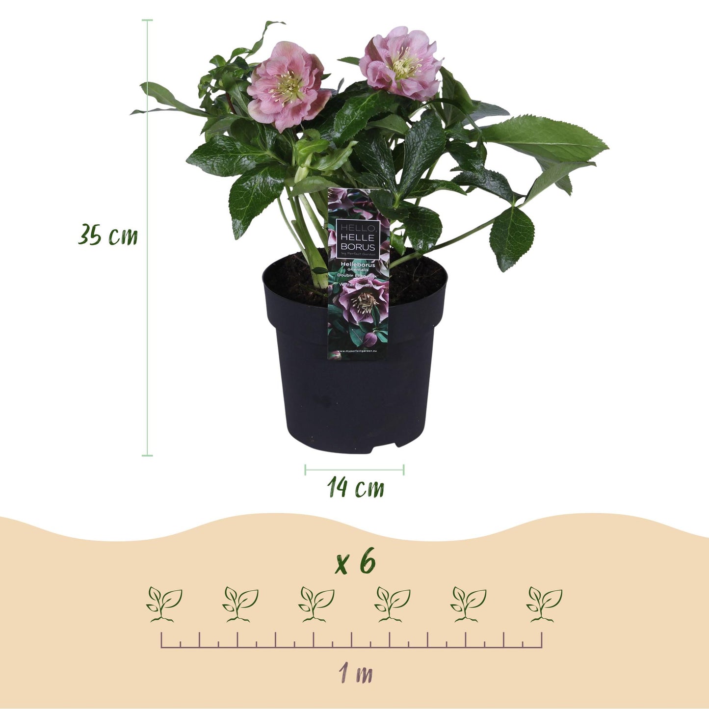 GreenboutiQ - Gartenpflanze - Lenzrose - Helleborus orientalis Double Ellen Pink - Rosa Blüte - 2 Pflanzen - Immergrün - Topf 14cm Höhe 35cm 