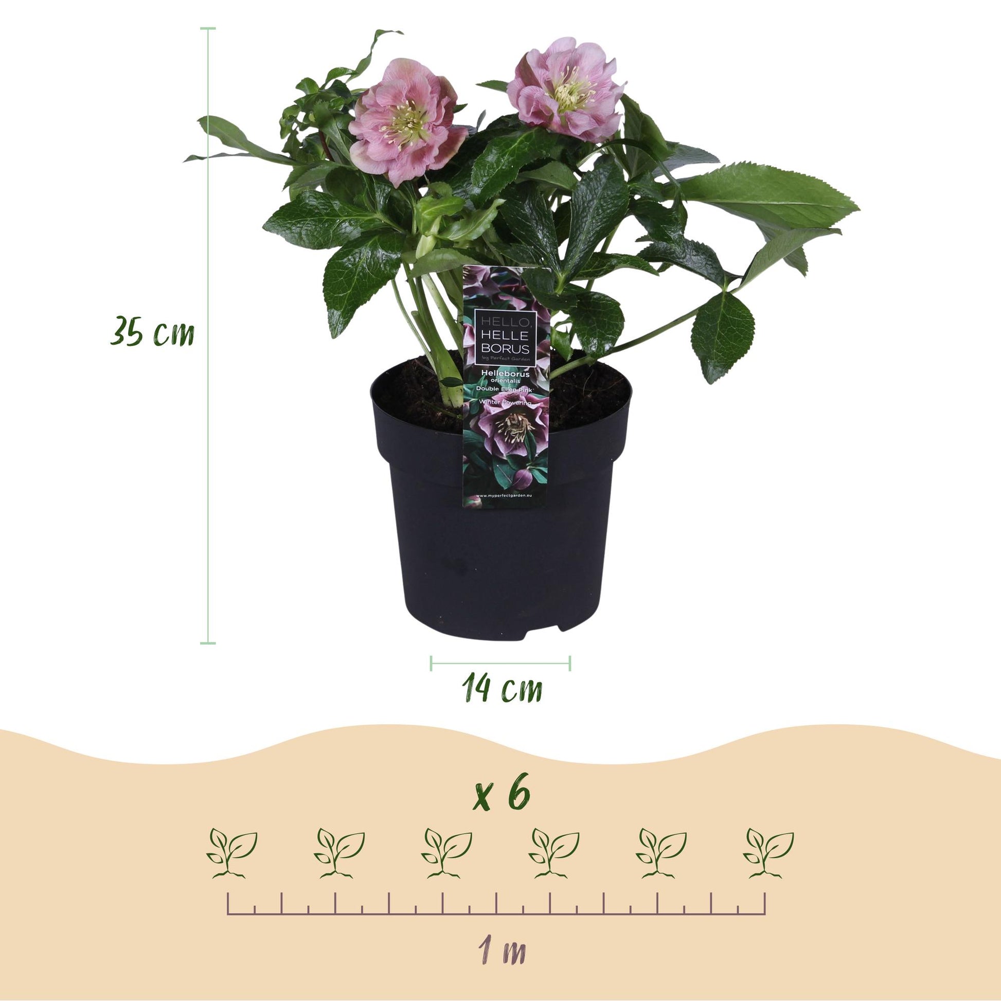 GreenboutiQ - Gartenpflanze - Lenzrose - Helleborus orientalis Double Ellen Pink - Rosa Blüte - 2 Pflanzen - Immergrün - Topf 14cm Höhe 35cm 