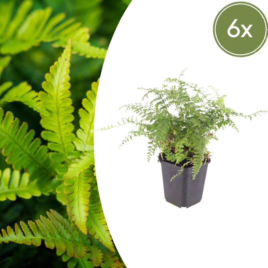 Polystichum setiferum Herrenhausen – 6 Pflanzen – Ø9cm – Höhe 10-25cm – Immergrüner Farn – Schattenpflanze für Beet & Gehölzunterpflanzung - Oasis of Life