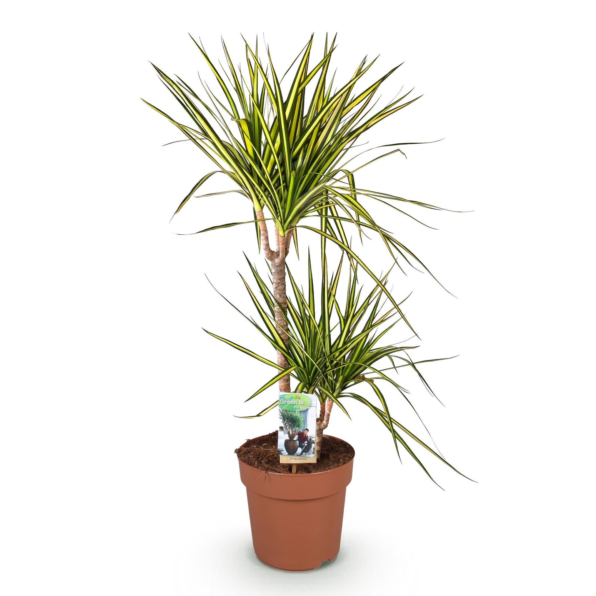 Green boutiQ - Zimmerpflanzen - Dracaena Sunray - Drachenbaum - Pflegeleicht - Grün - Gelb - 1 Pflanze - Topf 21cm - Höhe 90-100cm 