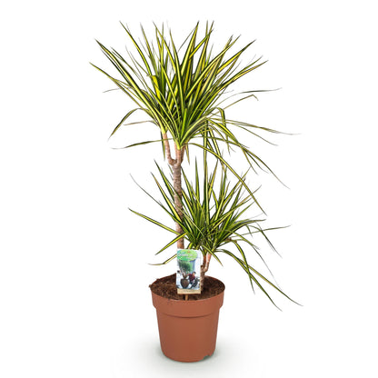 Green boutiQ - Zimmerpflanzen - Dracaena Sunray - Drachenbaum - Pflegeleicht - Grün - Gelb - 1 Pflanze - Topf 21cm - Höhe 90-100cm 