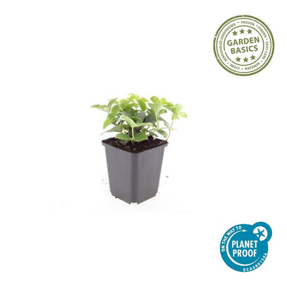 Kanadischer Hartriegel Cornus canadensis – ↕10-25cm – Ø9cm – 60 Pflanzen – Bodendecker – Schattentauglich – Immergrün – Bienenfreundlich – Pflegeleicht
