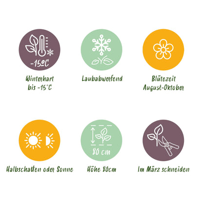 Green boutiQ - Gartenpflanze - Hydrangea panniculata Living Pink & Rose - Rispenhortensie - Winterhart - Rosa - 1 Pflanze - Topf 12cm - Höhe 20-30cm 