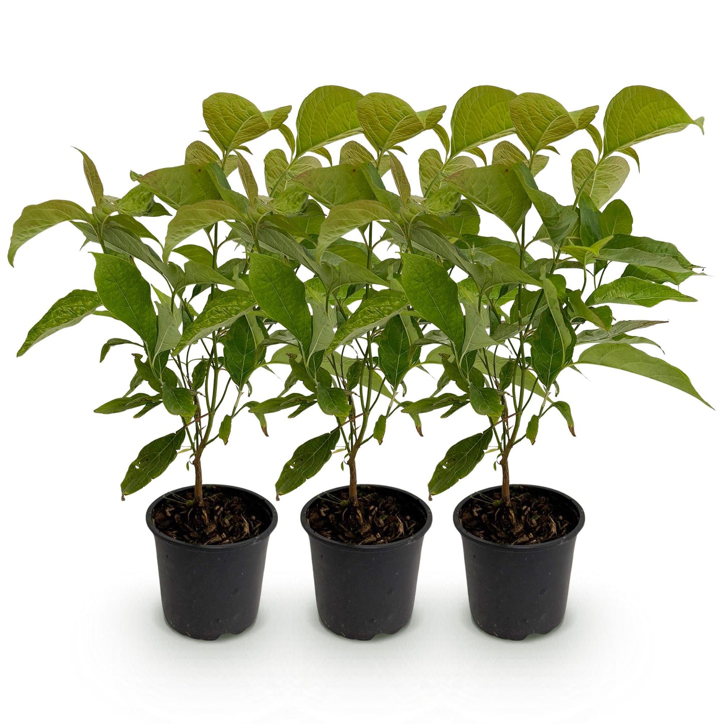 GreenboutiQ - Gartenpflanze - Cornus mas - Blüte Gelb - 3 Pflanzen - Laubabwerfend - Wenig Pflege - Topf 12cm Höhe 35cm 