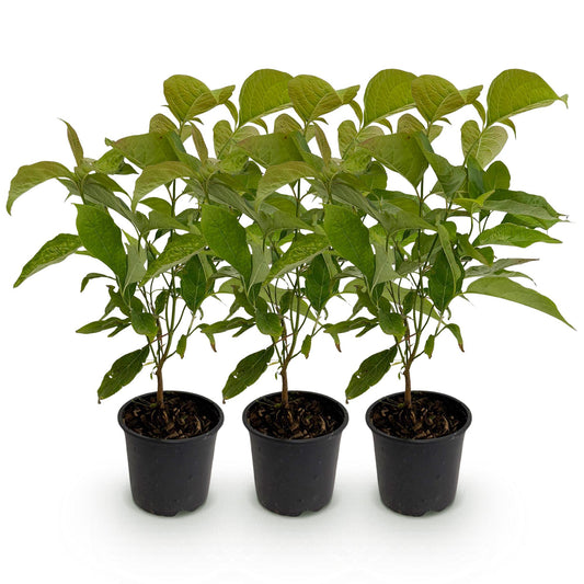 GreenboutiQ - Gartenpflanze - Cornus mas - Blüte Gelb - 3 Pflanzen - Laubabwerfend - Wenig Pflege - Topf 12cm Höhe 35cm 