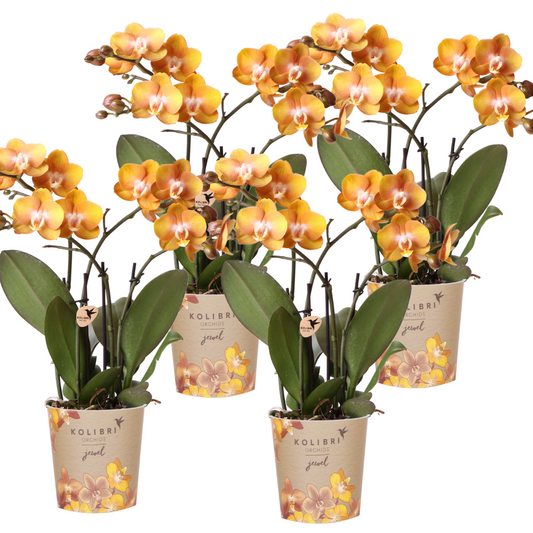 Phalaenopsis-Orchidee - Las Vegas - Topfgröße Ø12cm - Zimmerpflanze - 4 Stück