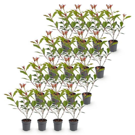 Glanzmispel 'Carré Rouge' – Photinia fraseri 'Carré Rouge' – 16 Heckenpflanzen – Topf Ø9cm – Höhe 25-35cm – Winterhart & immergrün