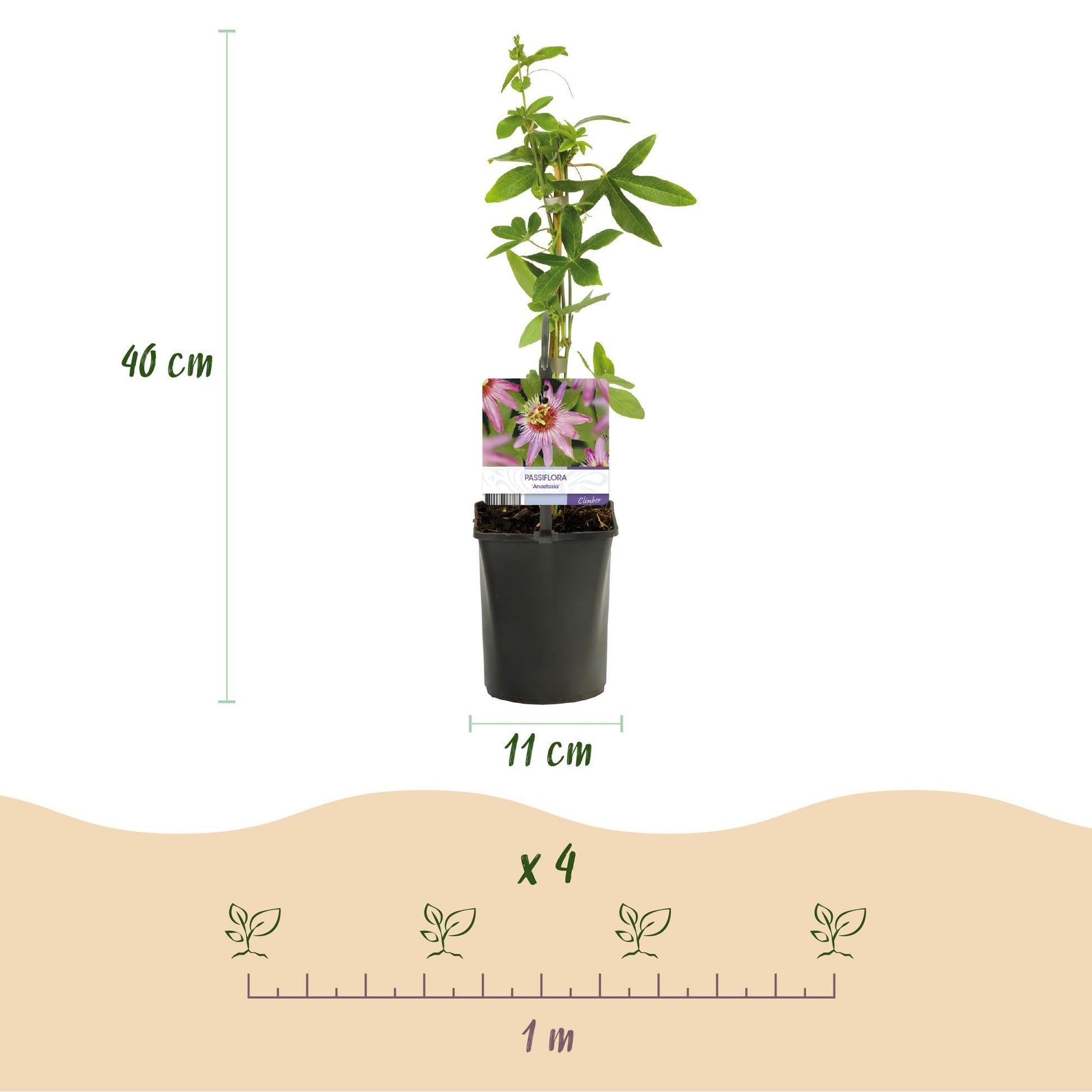 Passionsblume - Passiflora Anastasia - Blume Rosa - Wenig Pflege - 2 Pflanzen - Topf 11cm Höhe 40cm 