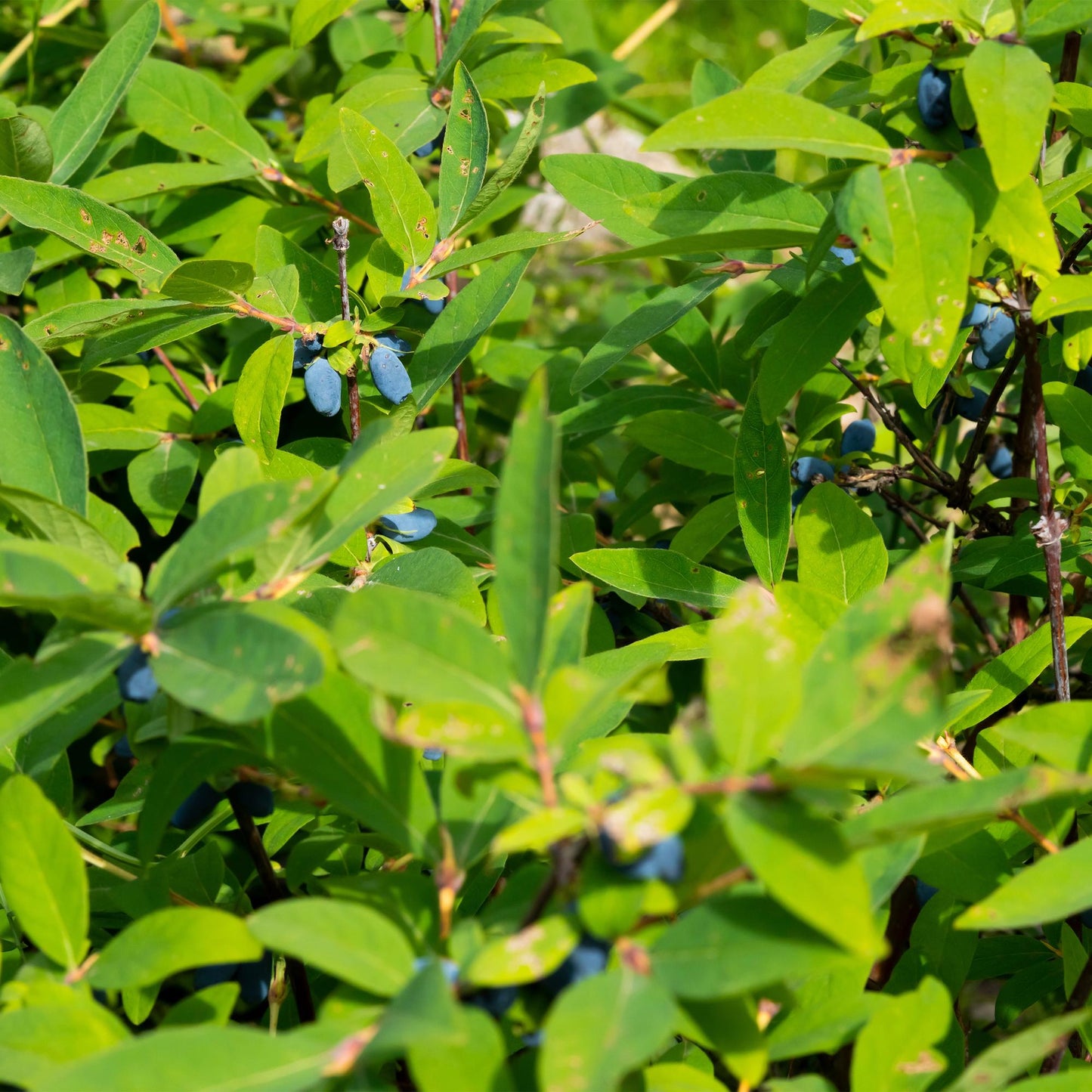 Blaubeere - Honigbeere - Lonicera caerulea Kamchatika - Obstpflanze - 2 Pflanzen - Topf 15cm Höhe 50cm