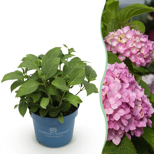 Green boutiQ - Gartenpflanze - Hydrangea Endles Summer The Original Pink - Hortensie - Winterhart - Rosa - 1 Pflanze - Topf 14cm - Höhe 20-25cm 
