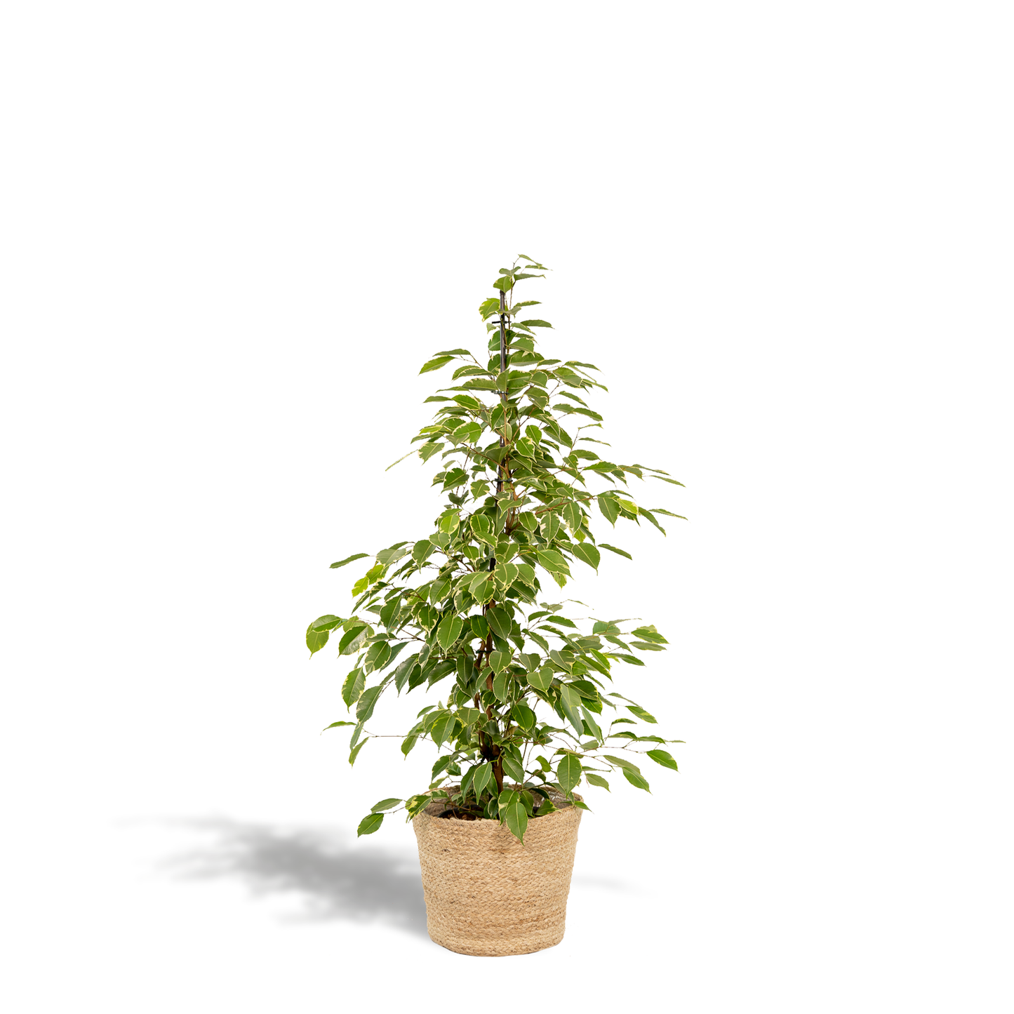 Ficus benjamina Goldenking - Ø21cm - ↕95cm + Korb Selin 