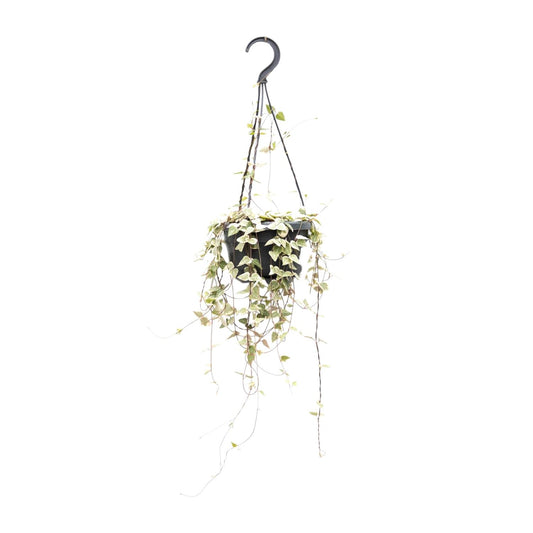 Leuchterblume - Ceropegia Woodii ssp.woodii - Zimmerpflanze - Ø14cm - ↕50cm