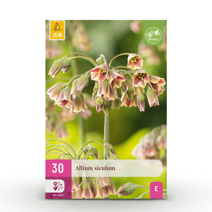 GreenboutiQ - Blumenzwiebeln - Allium Siculum - Farbe Rosa - 30 Stück - Zwiebelgröße 8/10 - XXL Pack 