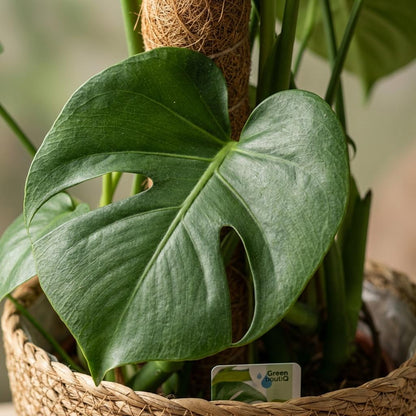 Green boutiQ - Zimmerpflanze - Fensterblatt - Monstera Deliciosa Moosstab - Grün - Pflegeleicht - 1 Pflanze - mit Korb - Topf 19cm - Höhe 90cm 