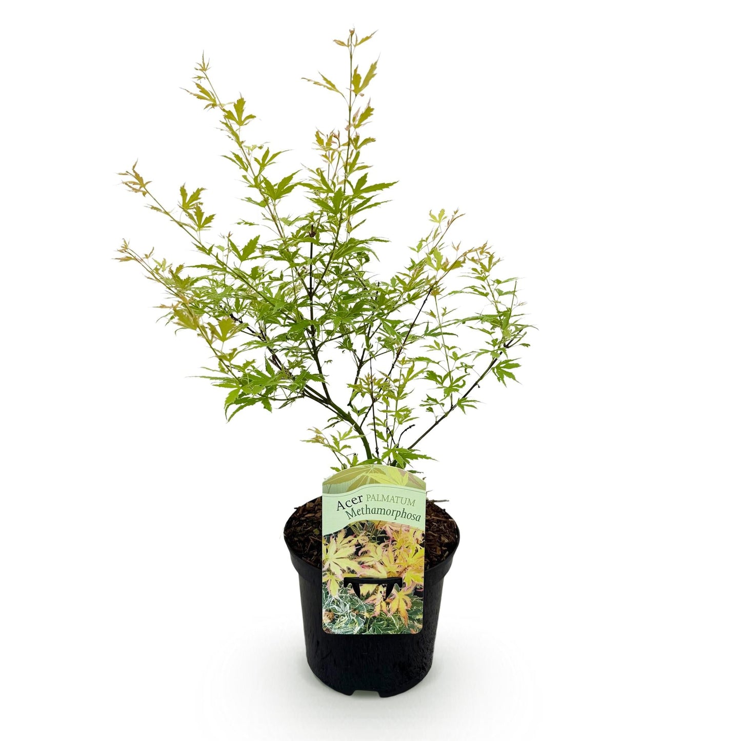 Japanischer Ahorn – Acer palmatum Metamorphosa – 70 cm hoch – im 19 cm Topf – Balkonpflanze & Zierbaum – Grünes Frühlingslaub, rote Herbstfärbung – Ideal für Beet & Kübel 