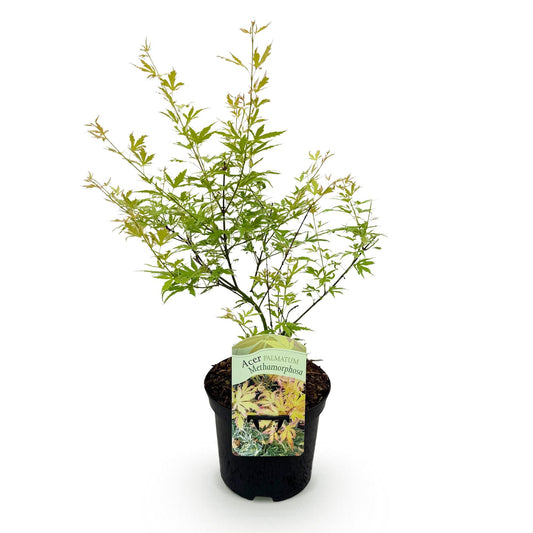 Japanischer Ahorn – Acer palmatum Metamorphosa – 70 cm hoch – im 19 cm Topf – Balkonpflanze & Zierbaum – Grünes Frühlingslaub, rote Herbstfärbung – Ideal für Beet & Kübel 