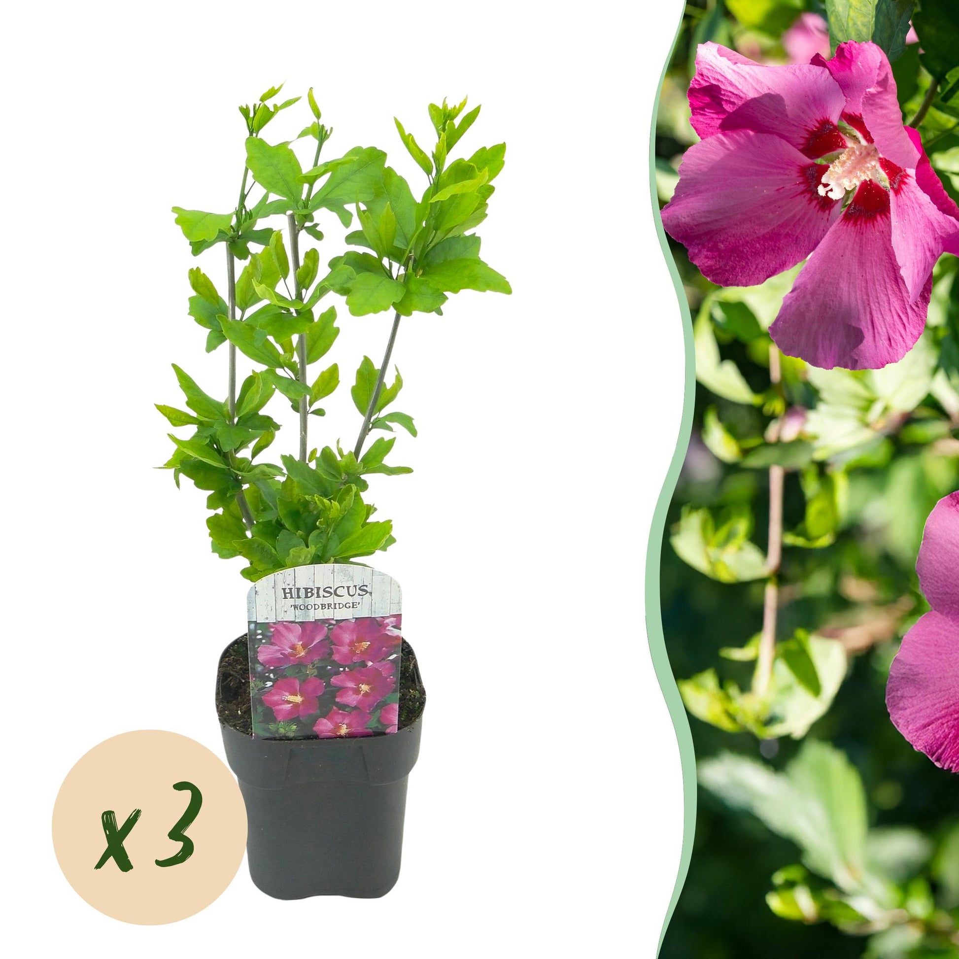Green boutiQ - Garden Plant - Hibiscus syriacus Woodbridge - Garden Hibiscus - Hardy - Pink - 3 Plants - Pot 17cm - Height 45cm 