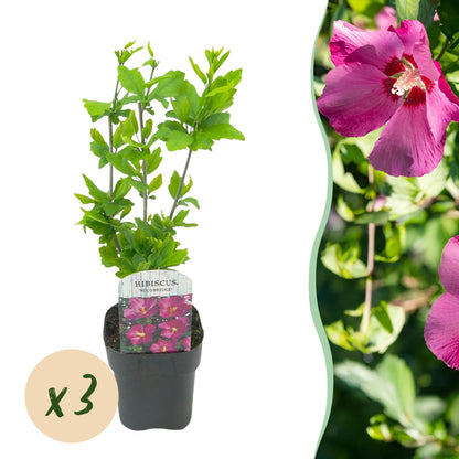 Green boutiQ - Garden Plant - Hibiscus syriacus Woodbridge - Garden Hibiscus - Hardy - Pink - 3 Plants - Pot 17cm - Height 45cm 