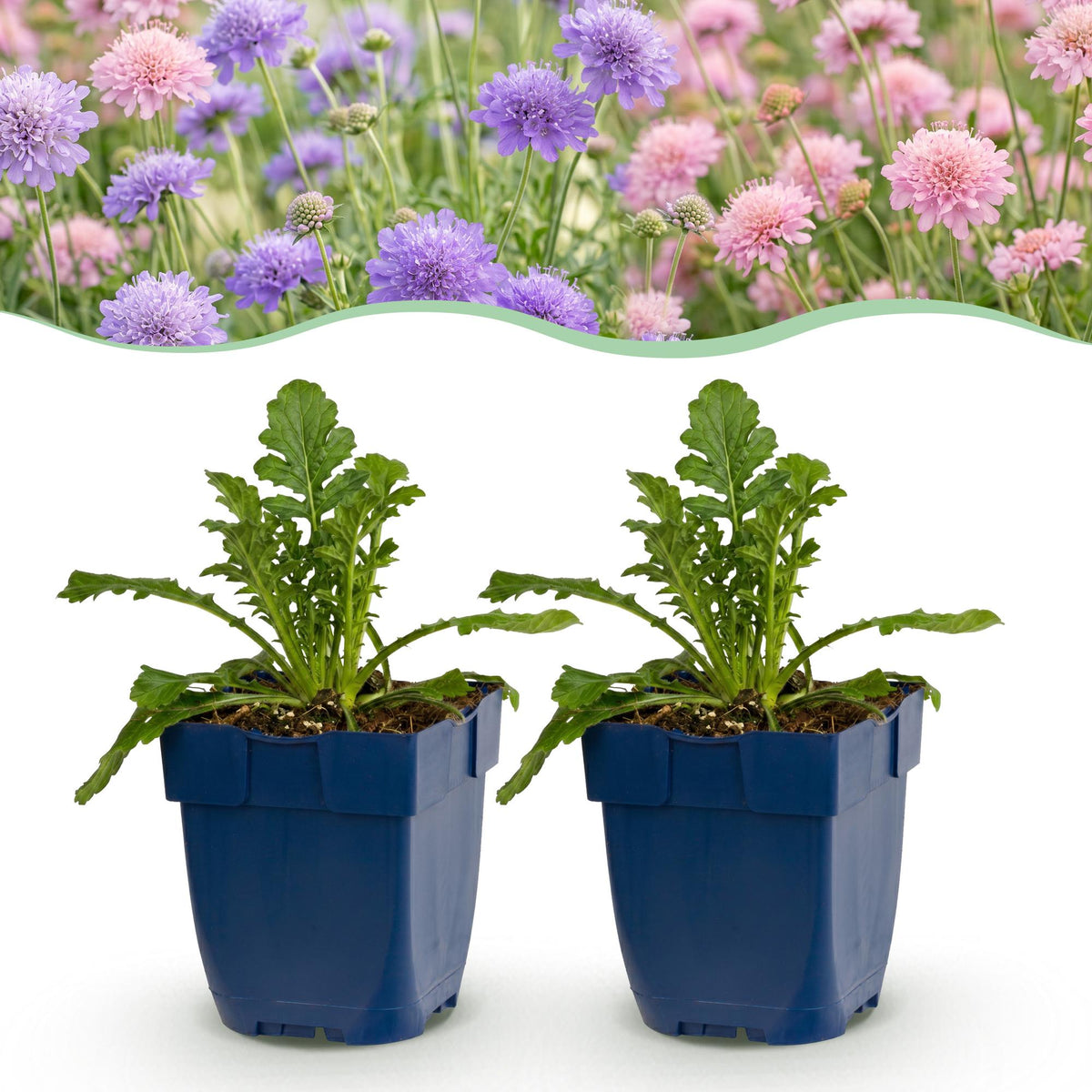 Skabiose-Duo – Scabiosa (Sortenmix) – 6 Pflanzen – Topf Ø11cm – Bienenfreundliche Staude für Garten & Balkon
