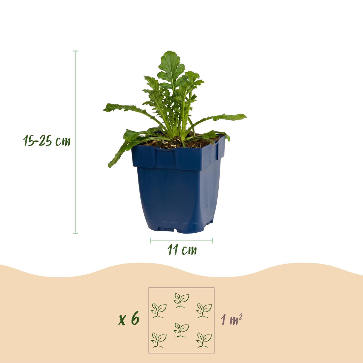 Skabiose-Duo – Scabiosa (Sortenmix) – 6 Pflanzen – Topf Ø11cm – Bienenfreundliche Staude für Garten & Balkon