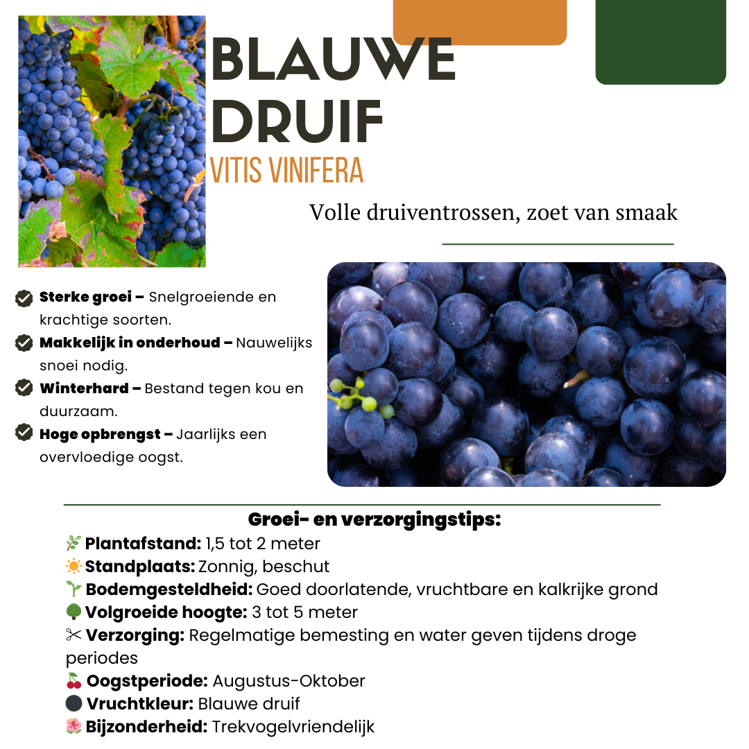 BIO Obstpflanzen – 5 Pflanzen – Himbeere, Johannisbeere, Blaubeere, Weintraube, Brombeere – 13cm – 25cm – Gesund & Lecker – Für Garten, Balkon & Terrasse