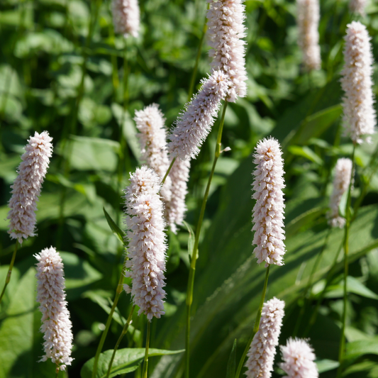 Persicaria bistorta Superba – 12 Pflanzen Ø9cm – Höhe10-25cm – Rosa Blütenstaude für feuchte Beete & Teichrand – Bienenfreundlich winterhart – Pflegeleichte Gartenstaude