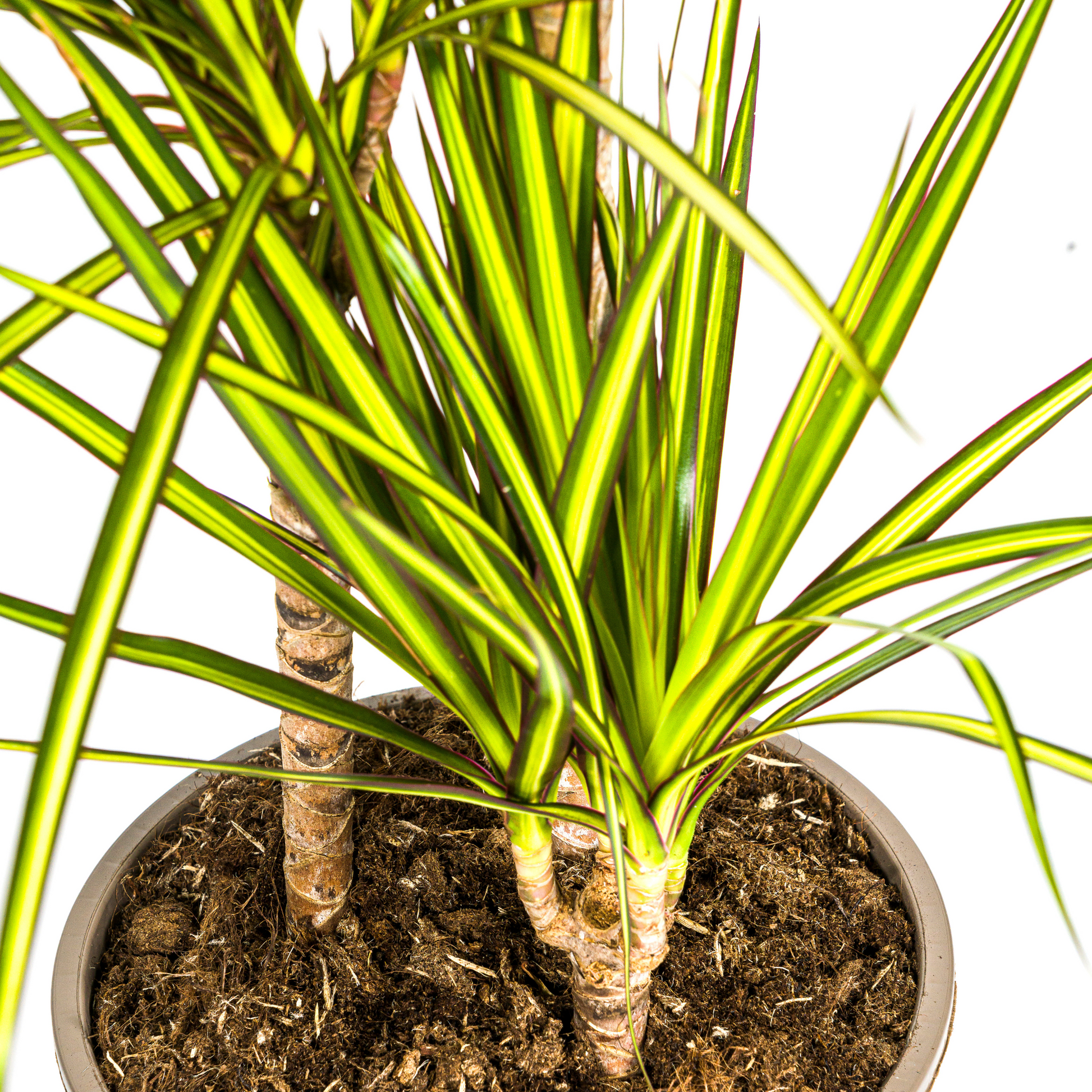 Drachenbaum - Dracaena Marginata ‘Sunray’ – Zimmerpflanze – Ø21 cm – Höhe 100–110 cm – Tropischer Farbkontrast – Pflegeleicht & dekorativ 