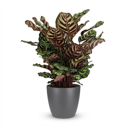 Calathea Makoyana Pfauen Korbmarante 70cm – Zimmerpflanze im Potter Grau Übertopf Ø19cm – dekorative Blattzeichnung mit violetter Unterseite – pflegeleicht, luftreinigend für Wohnung & Büro 