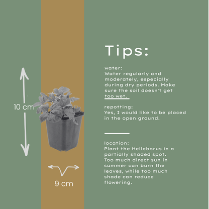 Helleborus orientalis Lenzrose – 60 Pflanzen – Ø9cm – Höhe 10-25cm – Winterharte Staude – Frühe Blüte – Für Schattenbeet, Unterpflanzung & Garten