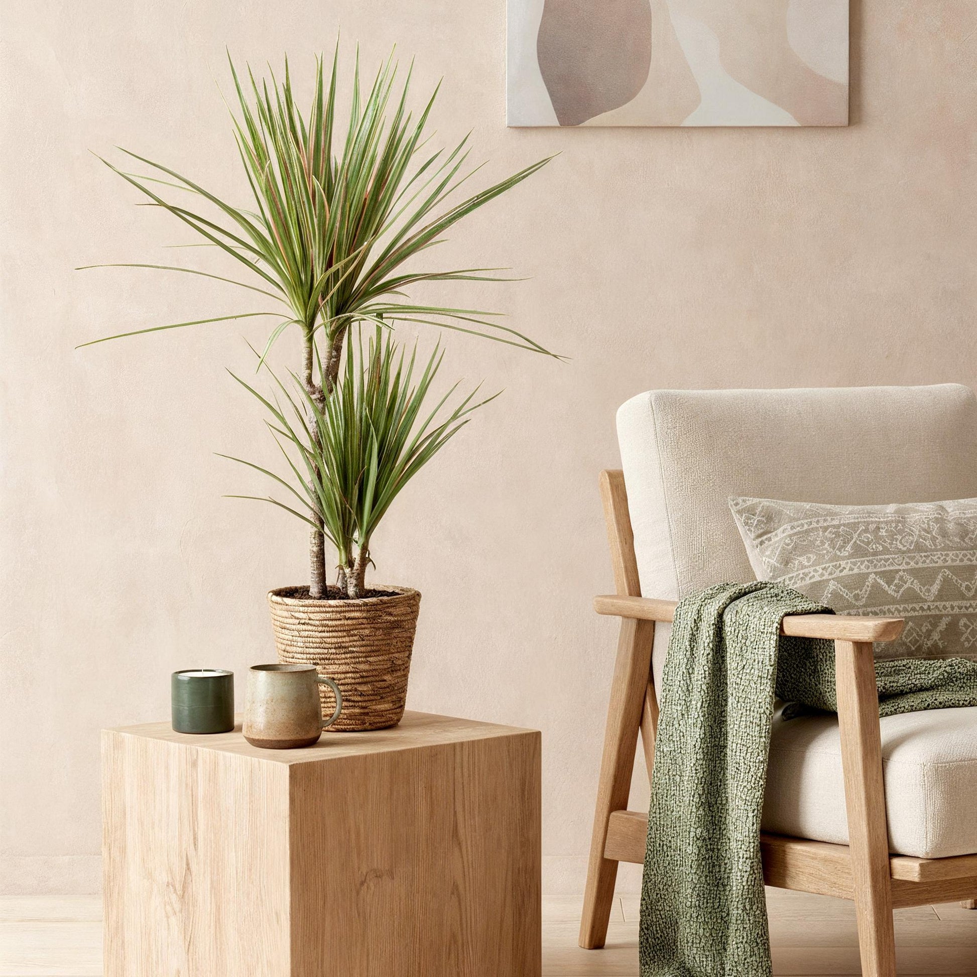 Green boutiQ - Zimmerpflanzen - Dracaena Marginata Bicolor - Drachenbaum - Pflegeleicht - mit Korb - Grün - Braun - 1 Pflanze - Topf 17cm - Höhe 70-75cm 