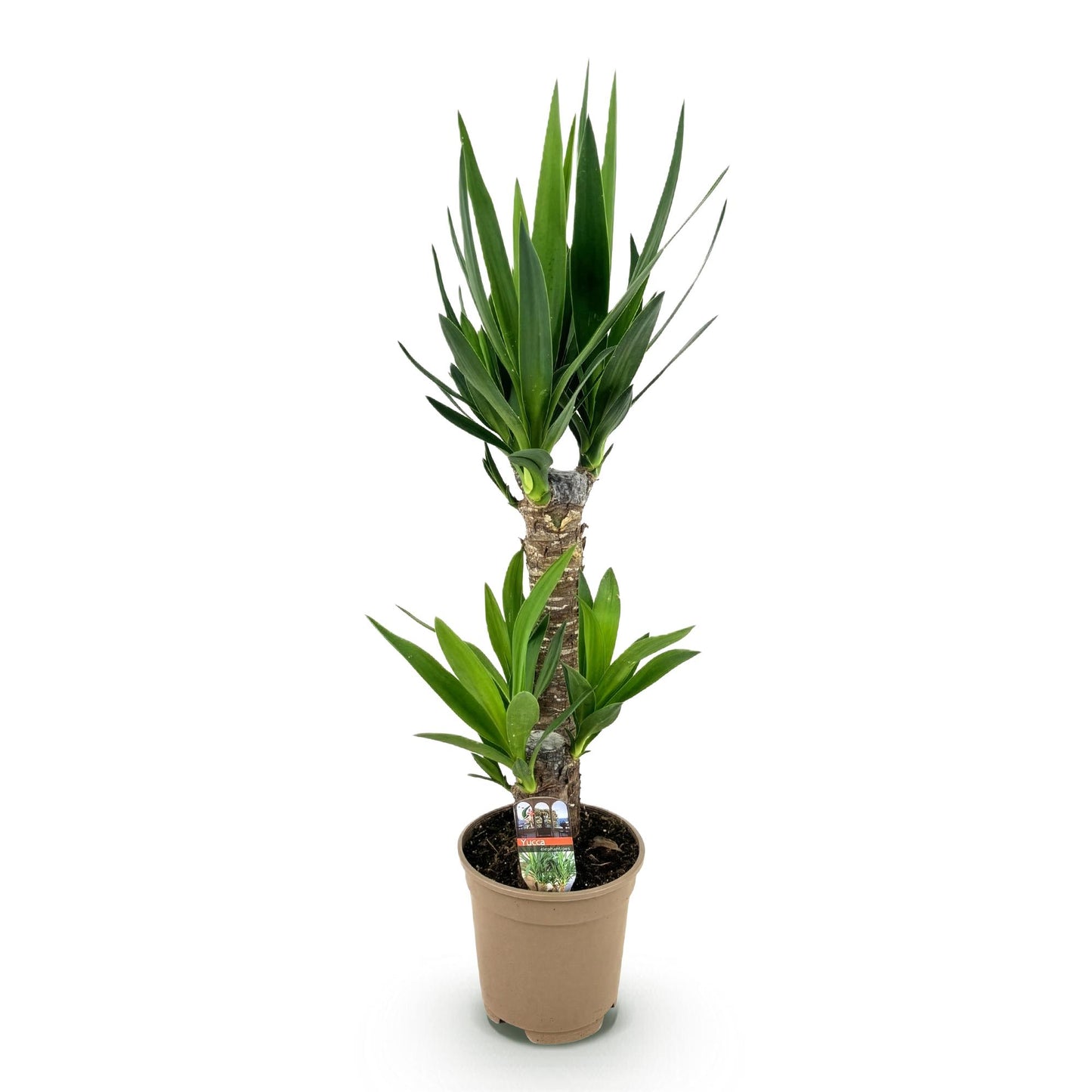 Palmlilie Yucca Elephantipes – 75cm – 17cm – Pflegeleichte Palmlilie mit schmalen, grünen Blättern – Robuste, luftreinigende Zimmerpflanze für moderne Innenräume 