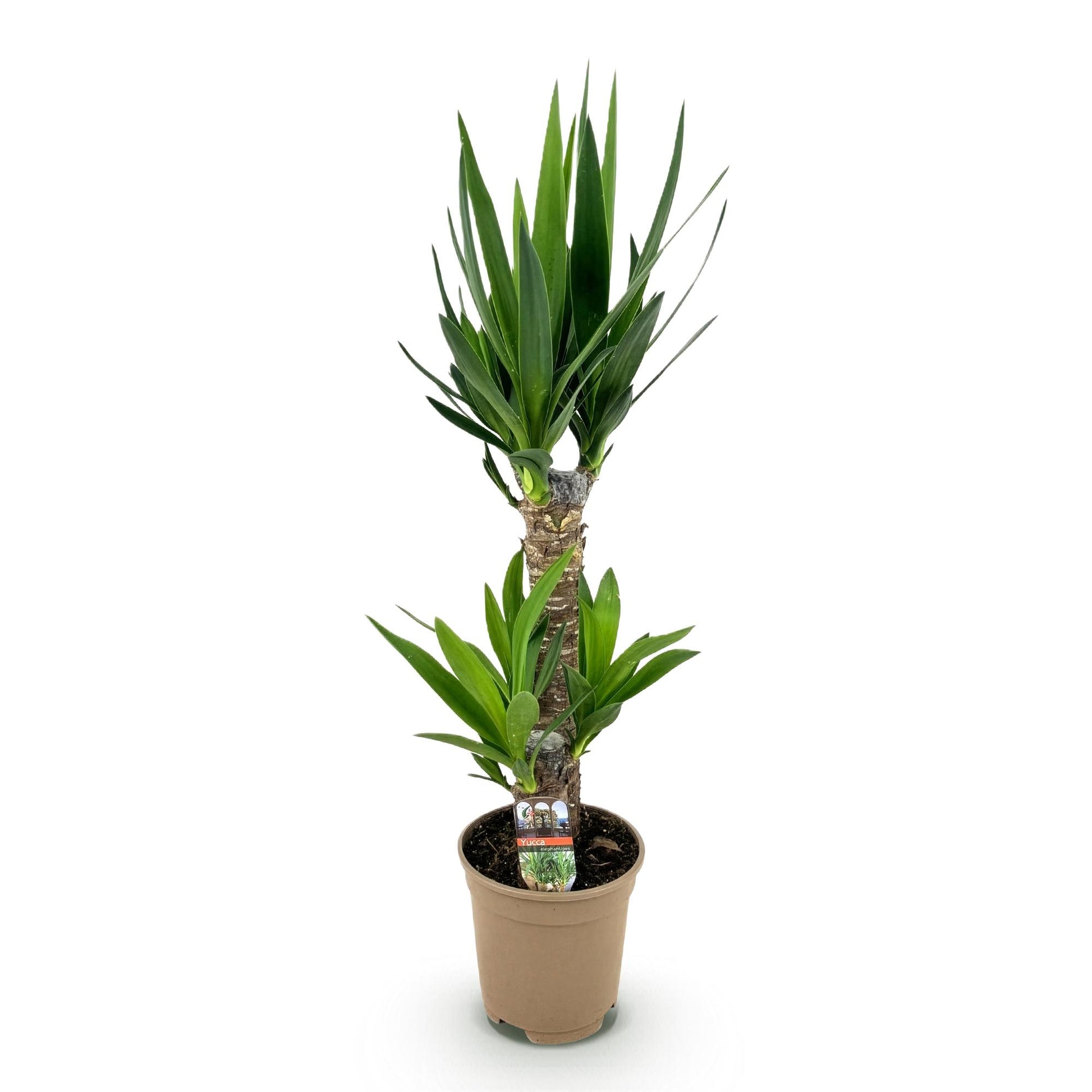 Palmlilie Yucca Elephantipes – 75cm – 17cm – Pflegeleichte Palmlilie mit schmalen, grünen Blättern – Robuste, luftreinigende Zimmerpflanze für moderne Innenräume 