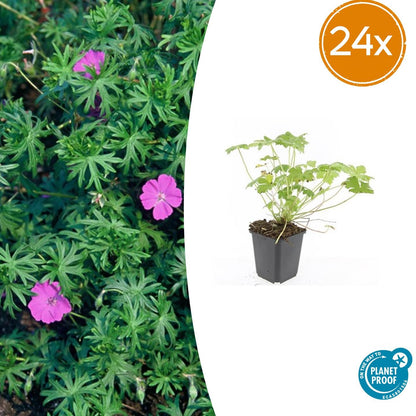 Geranium 'Tiny Monster' – 24 Pflanzen – ↕10-25cm – Ø9cm – Kompakte Staude mit violett-blauen Blüten – Pflegeleicht & winterhart 
