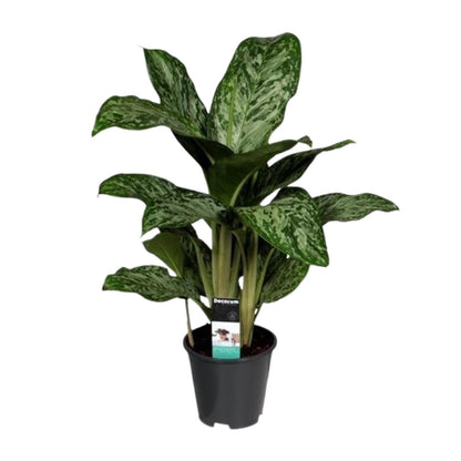Aglaonema Greenlight – Kolbenfaden – Zimmerpflanze – Ø17cm – Höhe ca. 60cm – Pflegeleicht & luftreinigend – Für Wohnzimmer, Büro & Schlafzimmer 