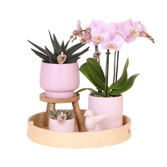 Sukkulente mit Rosa Phalaenopsis Orchidee – Simplicity Keramiktöpfe Rosa auf Bambusplatte – Dekoratives Pflanzenarrangement – Geschenkidee 