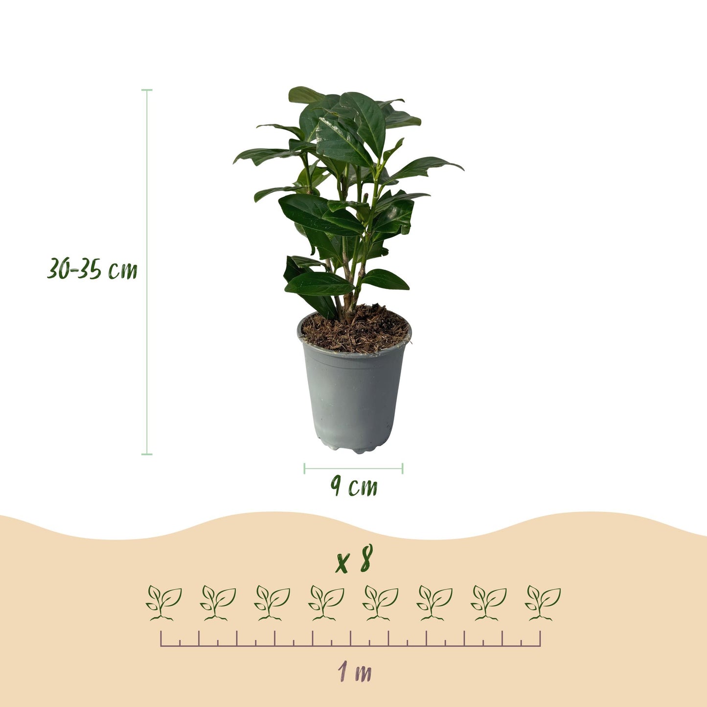 Kirschlorbeer - Prunus laurocerasus Novita - Heckenpflanzen - Blatt grün - 8 Pflanzen - 1 laufender Meter - immergrün - Topf 9cm Höhe 30-35cm