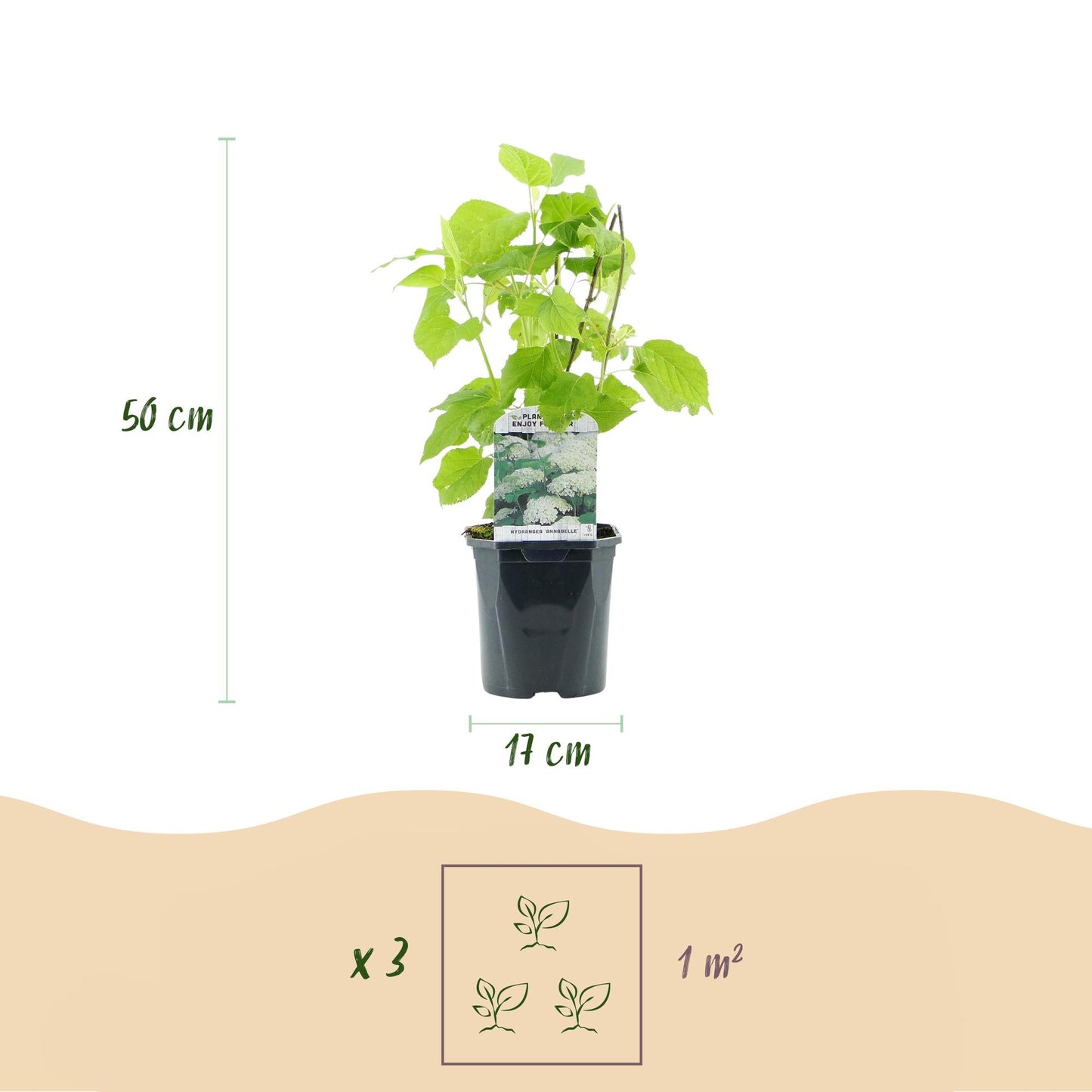 Rispenhortensie - Hydrangea arborescens Annabelle - Weiße Blüte - 3 Pflanzen - 1m2 - Laubabwerfend - Große Blüten - 17cm Höhe 50cm - Winterhart 