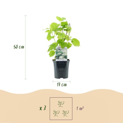 Rispenhortensie - Hydrangea arborescens Annabelle - Weiße Blüte - 3 Pflanzen - 1m2 - Laubabwerfend - Große Blüten - 17cm Höhe 50cm - Winterhart 