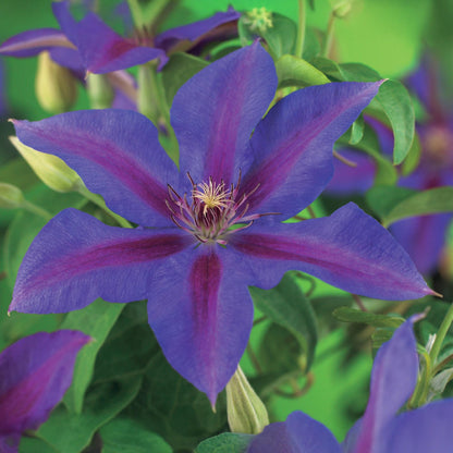 Kletterpflanze Clematis Mrs. N. Thompson – Lila Blüten – Wenig Pflege – 2 Pflanzen – 11 cm Höhe 40 cm – Für Garten, Balkon & Pergolen 