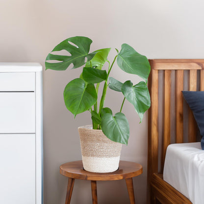 Monstera Deliciosa mit Lissabon Korb Weiß – Zimmerpflanze ca. 50cm – Ø17cm – Schweizer Käsepflanze mit großen Blättern – Nachhaltiger Pflanzenkorb aus Jute 