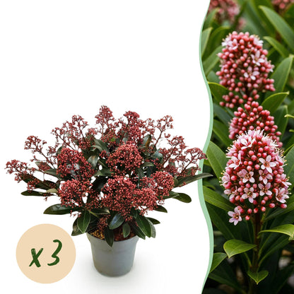 GreenboutiQ - Terrassenpflanze - Skimmia japonica Rubella - Boem Rot - 15+ Blüten - 3 Pflanzen - Winterhart - Topf 15cm Höhe 30cm 