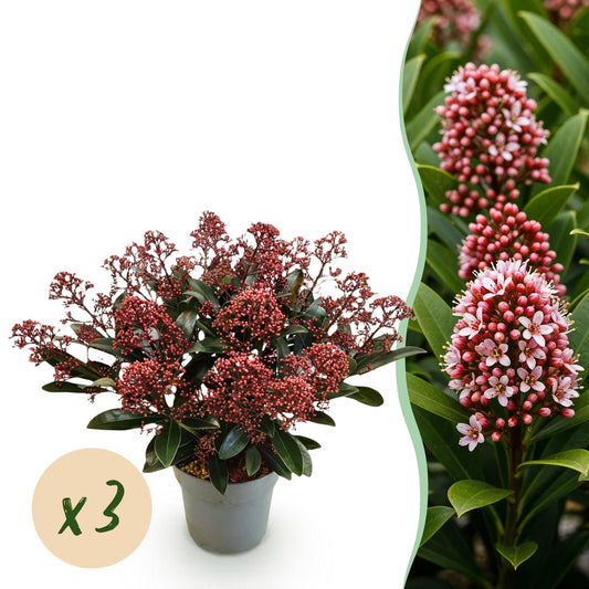 GreenboutiQ - Terrassenpflanze - Skimmia japonica Rubella - Boem Rot - 15+ Blüten - 3 Pflanzen - Winterhart - Topf 15cm Höhe 30cm 